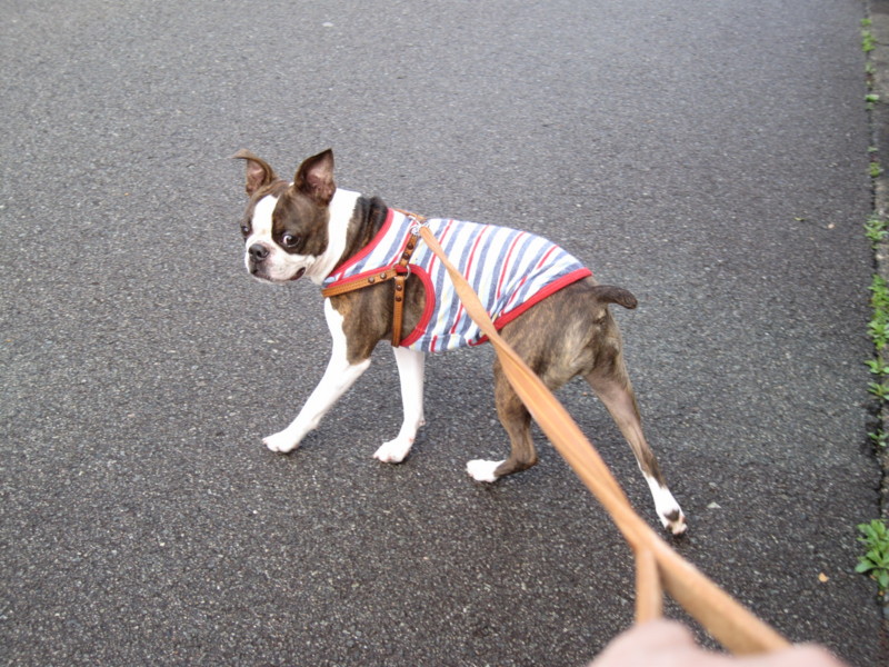 f:id:kokichikawabe:20100305095738j:image