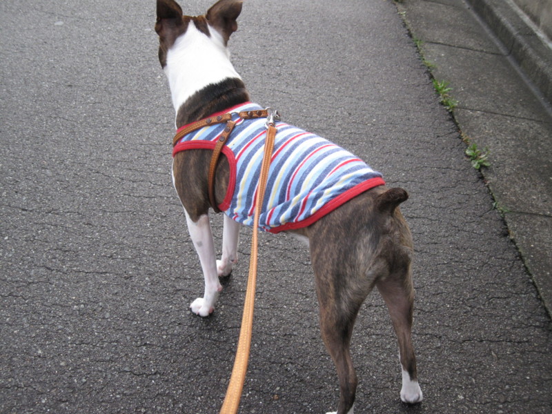 f:id:kokichikawabe:20100305095946j:image