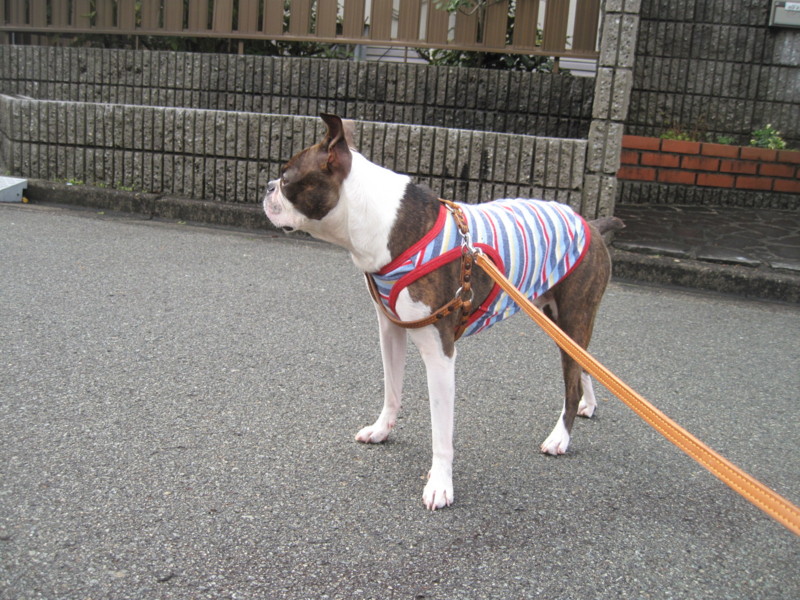 f:id:kokichikawabe:20100305100237j:image