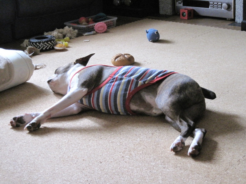 f:id:kokichikawabe:20100305101604j:image