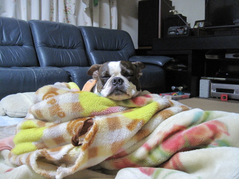 f:id:kokichikawabe:20100316020047j:image