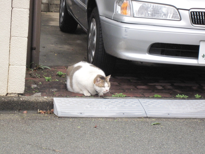 f:id:kokichikawabe:20100316092805j:image