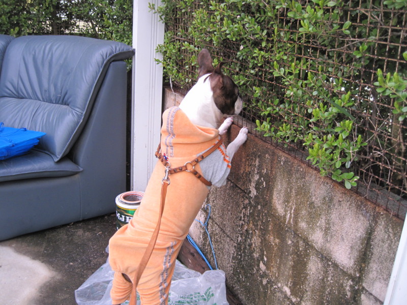 f:id:kokichikawabe:20100316093638j:image