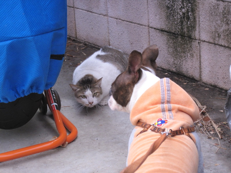 f:id:kokichikawabe:20100316093656j:image