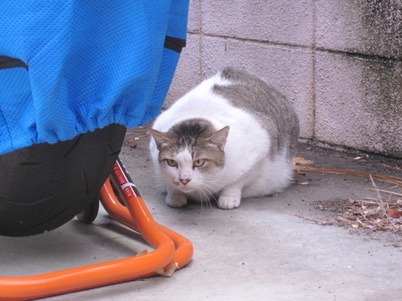 f:id:kokichikawabe:20100316093750j:image