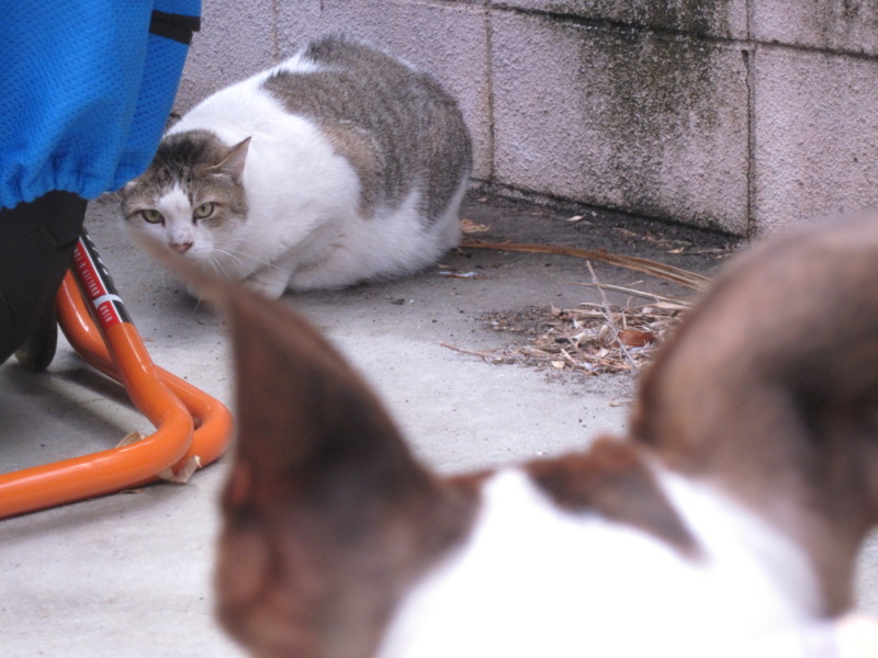 f:id:kokichikawabe:20100316093846j:image