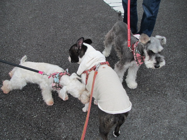 f:id:kokichikawabe:20120318091505j:image