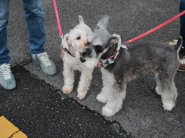 f:id:kokichikawabe:20120318091544j:image