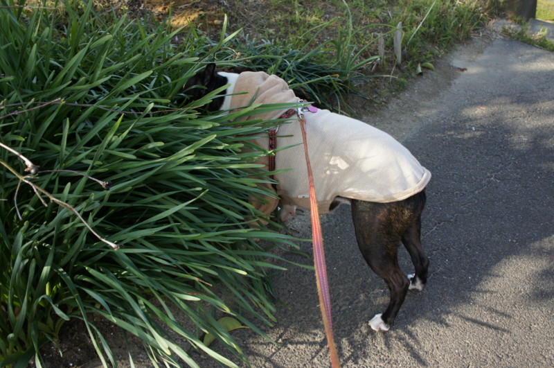 f:id:kokichikawabe:20120322075853j:image