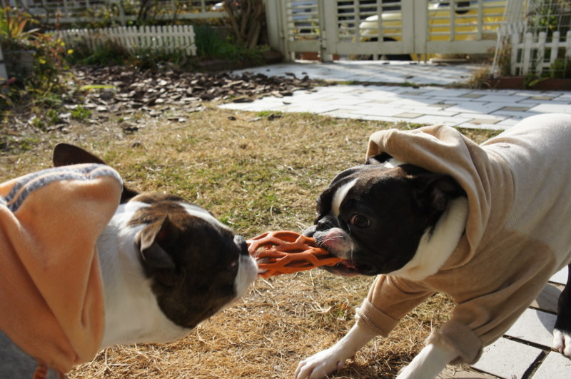 f:id:kokichikawabe:20120322082823j:image