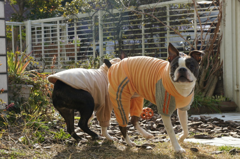 f:id:kokichikawabe:20120322082838j:image