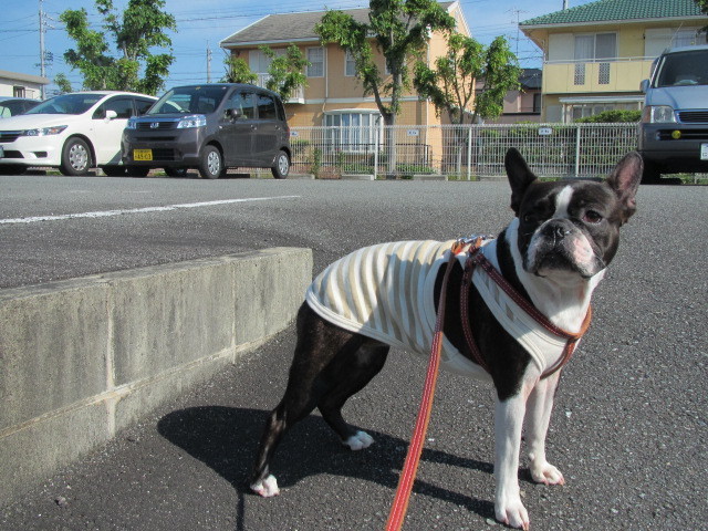 f:id:kokichikawabe:20120523080740j:image