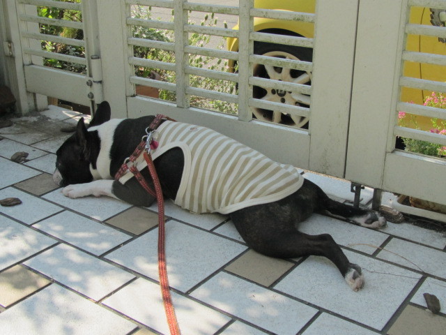 f:id:kokichikawabe:20120523081706j:image