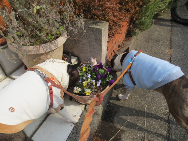 f:id:kokichikawabe:20130207105442j:image