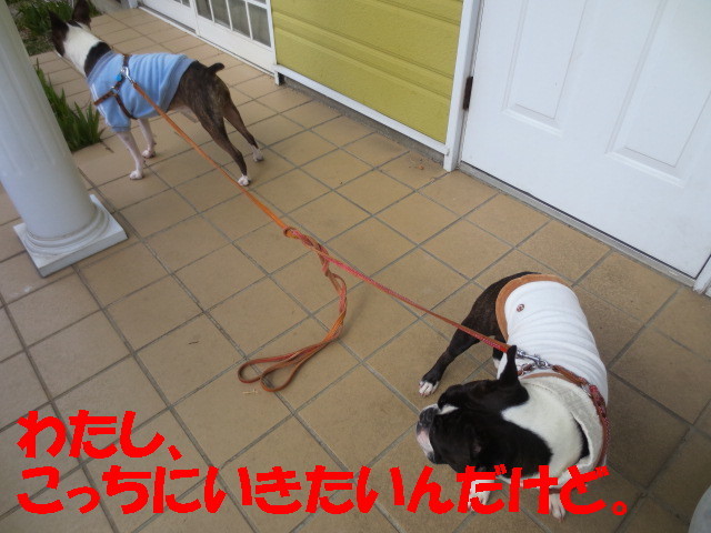 f:id:kokichikawabe:20130207105703j:image