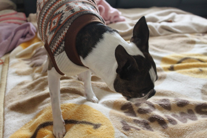 f:id:kokichikawabe:20130305135342j:image