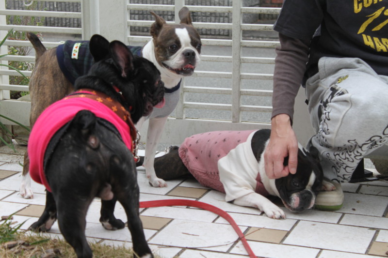 f:id:kokichikawabe:20130320103139j:image