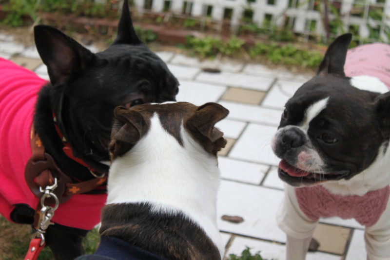 f:id:kokichikawabe:20130320103410j:image