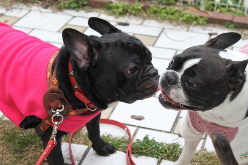 f:id:kokichikawabe:20130320103411j:image