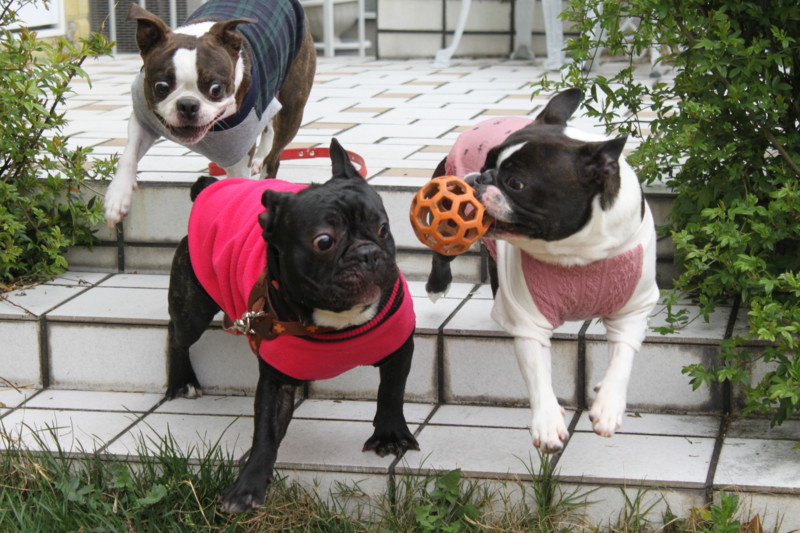 f:id:kokichikawabe:20130320103433j:image