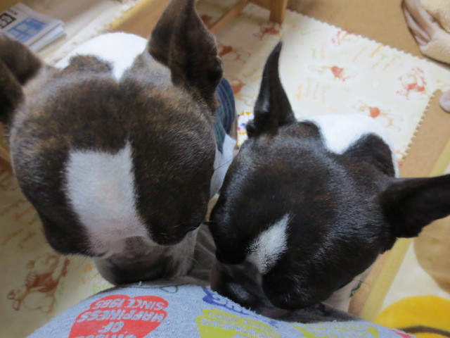 f:id:kokichikawabe:20130327161916j:image