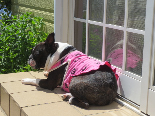 f:id:kokichikawabe:20130505133331j:image