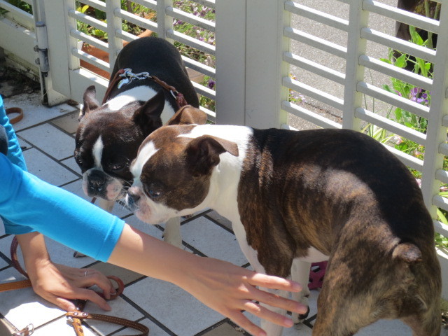 f:id:kokichikawabe:20130512095158j:image