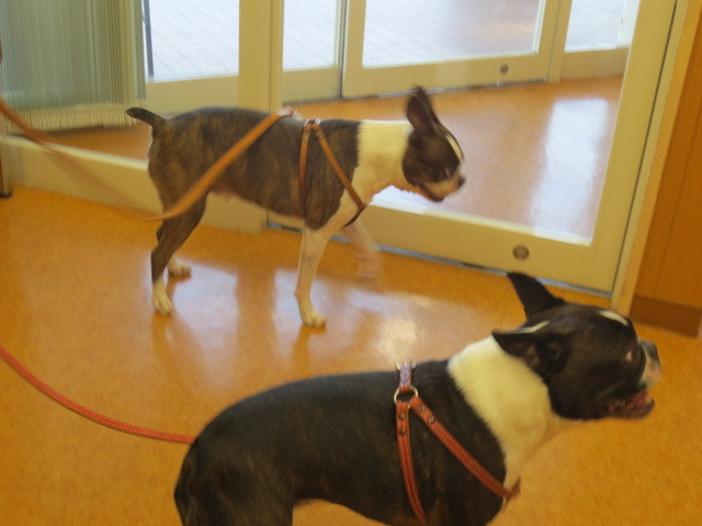 f:id:kokichikawabe:20130512100515j:image