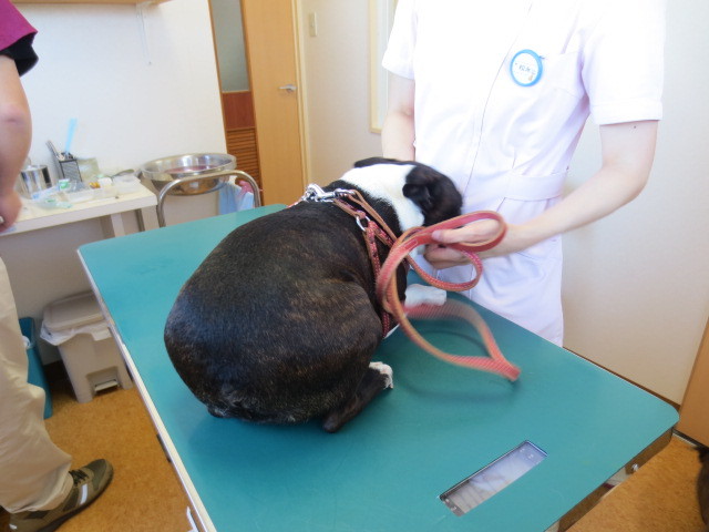 f:id:kokichikawabe:20130512100806j:image