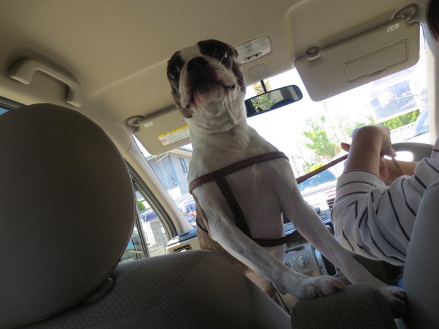 f:id:kokichikawabe:20130512102502j:image