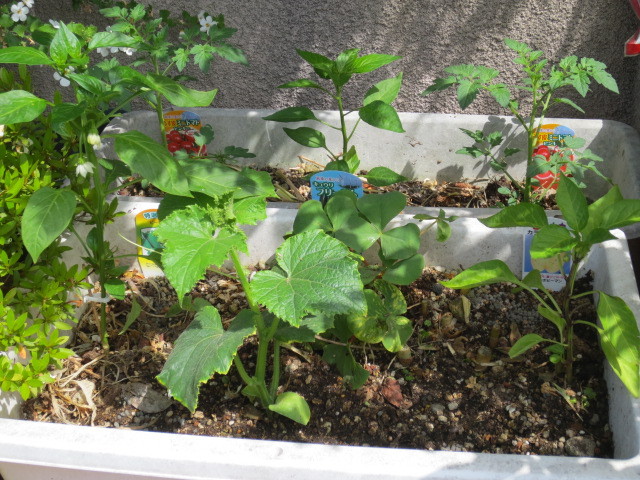 f:id:kokichikawabe:20130519092941j:image