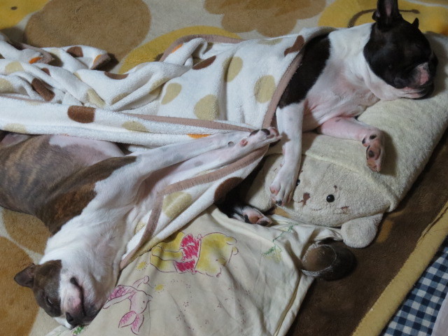 f:id:kokichikawabe:20130519214529j:image