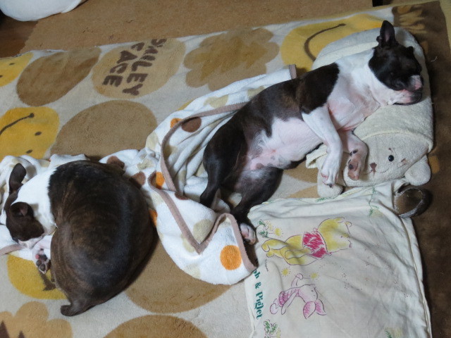 f:id:kokichikawabe:20130519214733j:image