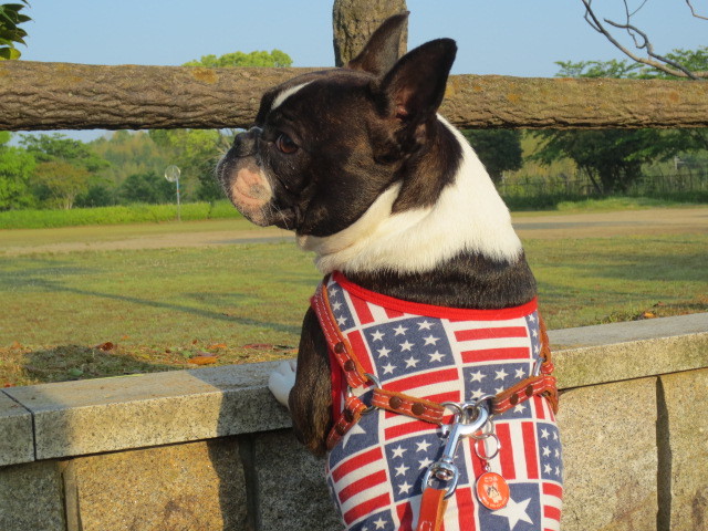 f:id:kokichikawabe:20130522061943j:image