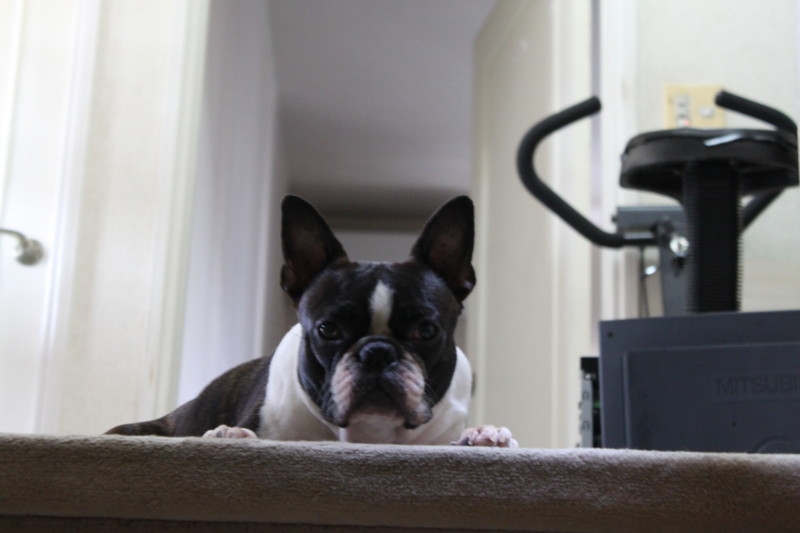 f:id:kokichikawabe:20130630074302j:image