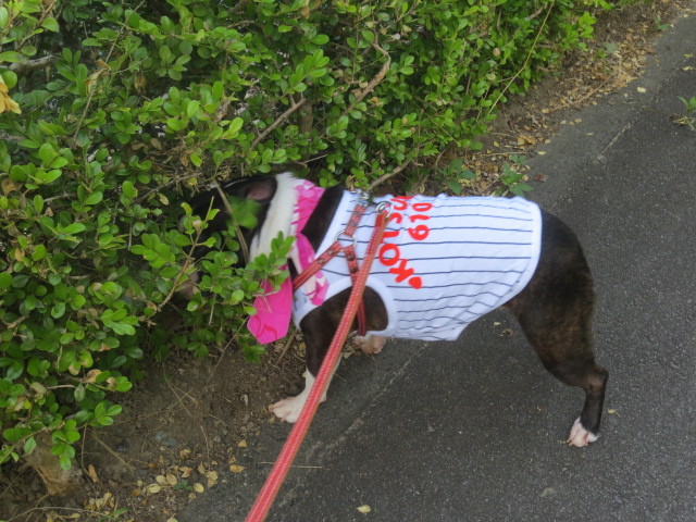 f:id:kokichikawabe:20130719062406j:image f:id:kokichikawabe:20130719062406j:image