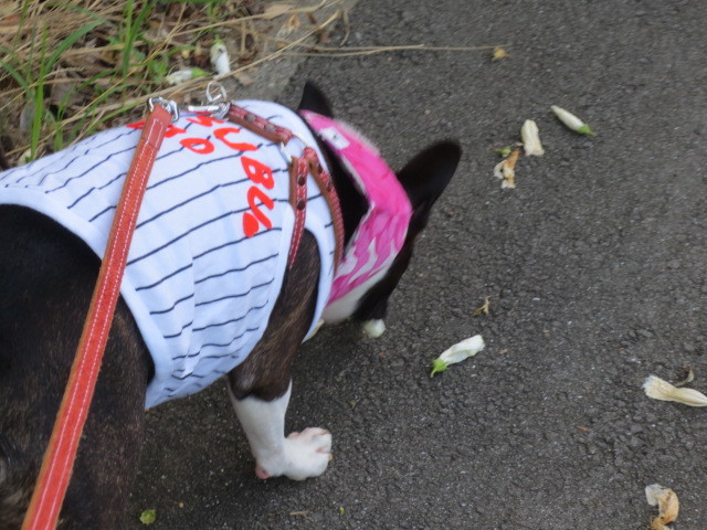 f:id:kokichikawabe:20130719062606j:image f:id:kokichikawabe:20130719062606j:image