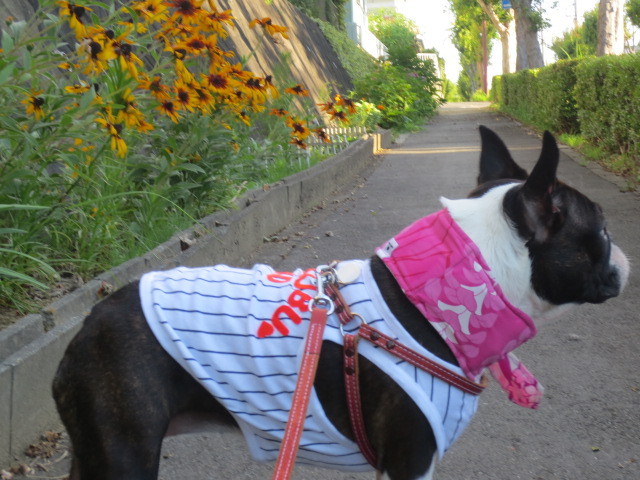 f:id:kokichikawabe:20130719062626j:image f:id:kokichikawabe:20130719062626j:image