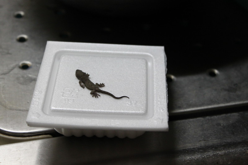 f:id:kokichikawabe:20130726073825j:image