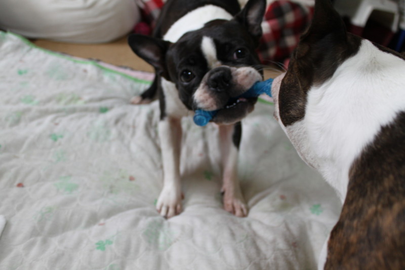 f:id:kokichikawabe:20130726095324j:image