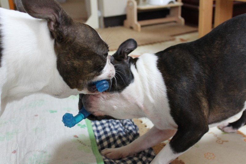 f:id:kokichikawabe:20130726095403j:image