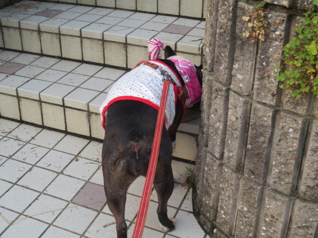 f:id:kokichikawabe:20130730061654j:image