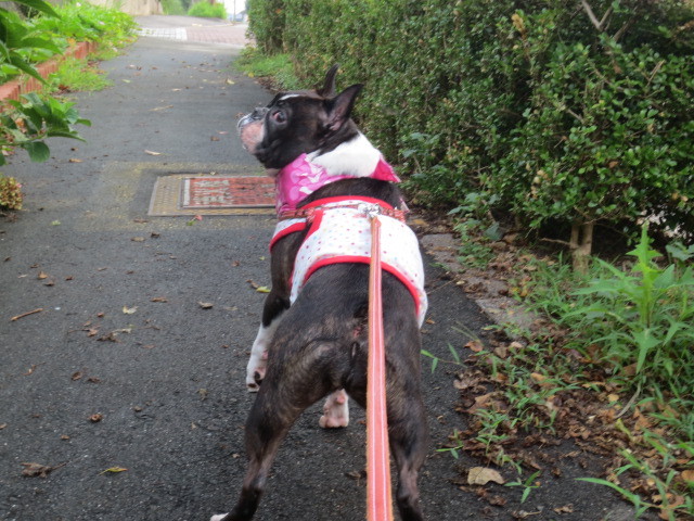 f:id:kokichikawabe:20130730062305j:image