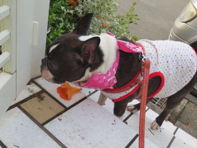 f:id:kokichikawabe:20130730063110j:image