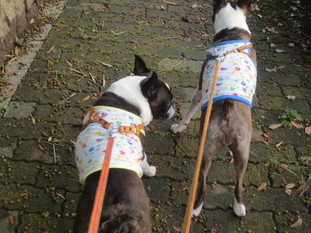 f:id:kokichikawabe:20150613061754j:image