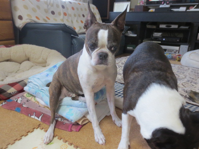 f:id:kokichikawabe:20150627111358j:image