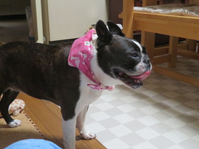 f:id:kokichikawabe:20180812144027j:image