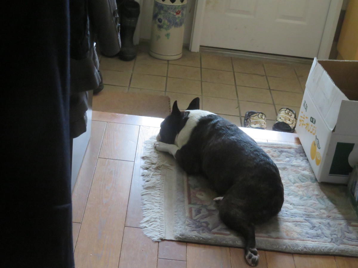 f:id:kokichikawabe:20190719160617j:plain