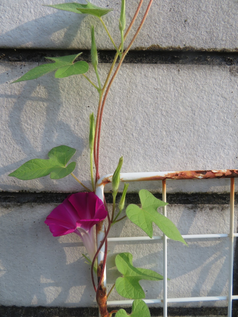 f:id:kokichikawabe:20200831063227j:plain f:id:kokichikawabe:20200831063227j:plain