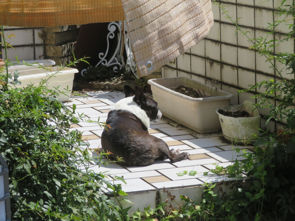 f:id:kokichikawabe:20200831105848j:plain f:id:kokichikawabe:20200831105848j:plain